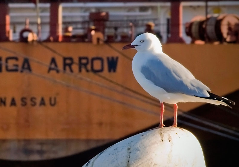 C Gull