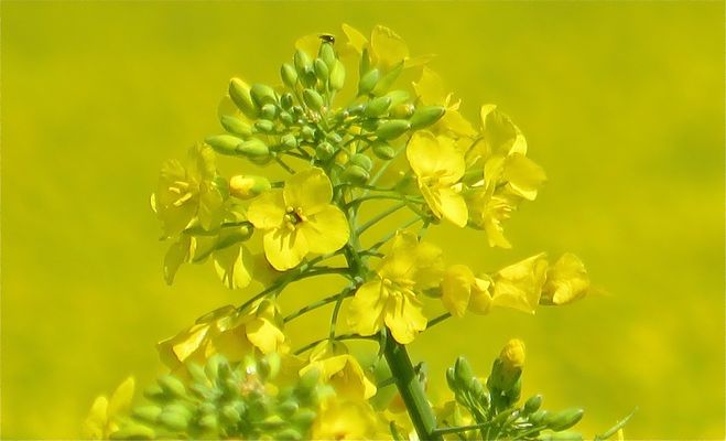 ... C o l z a - 1- !!! ...