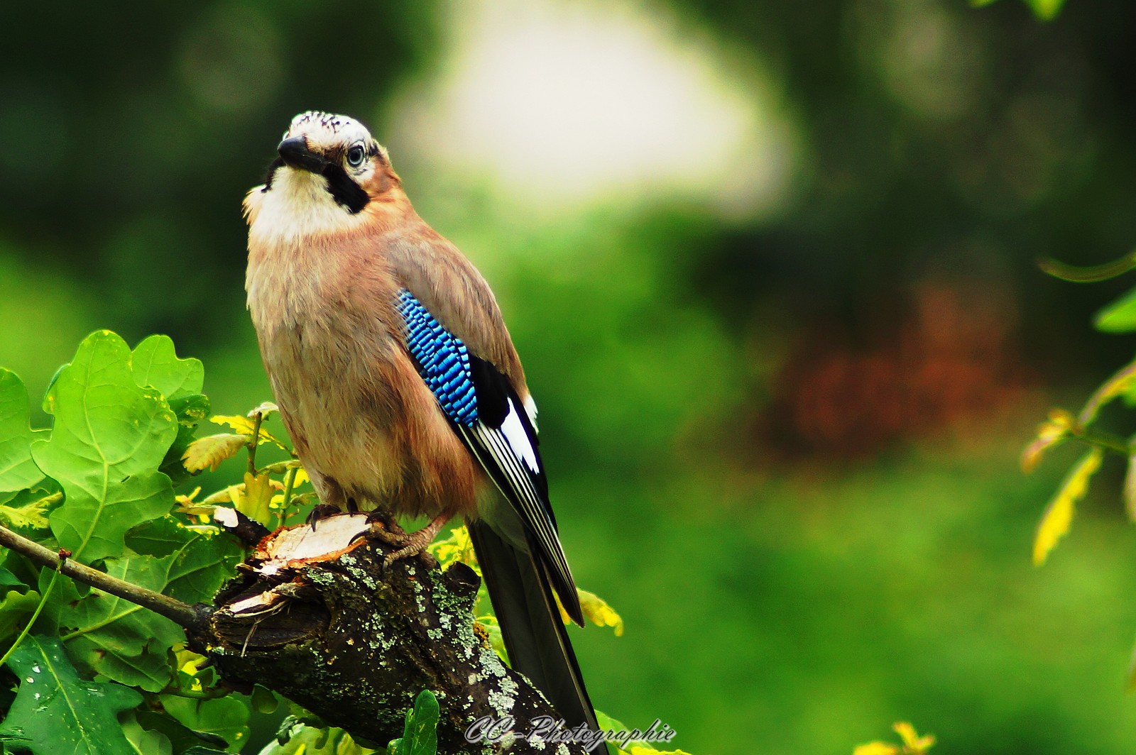 c quoi comme oiseau ?