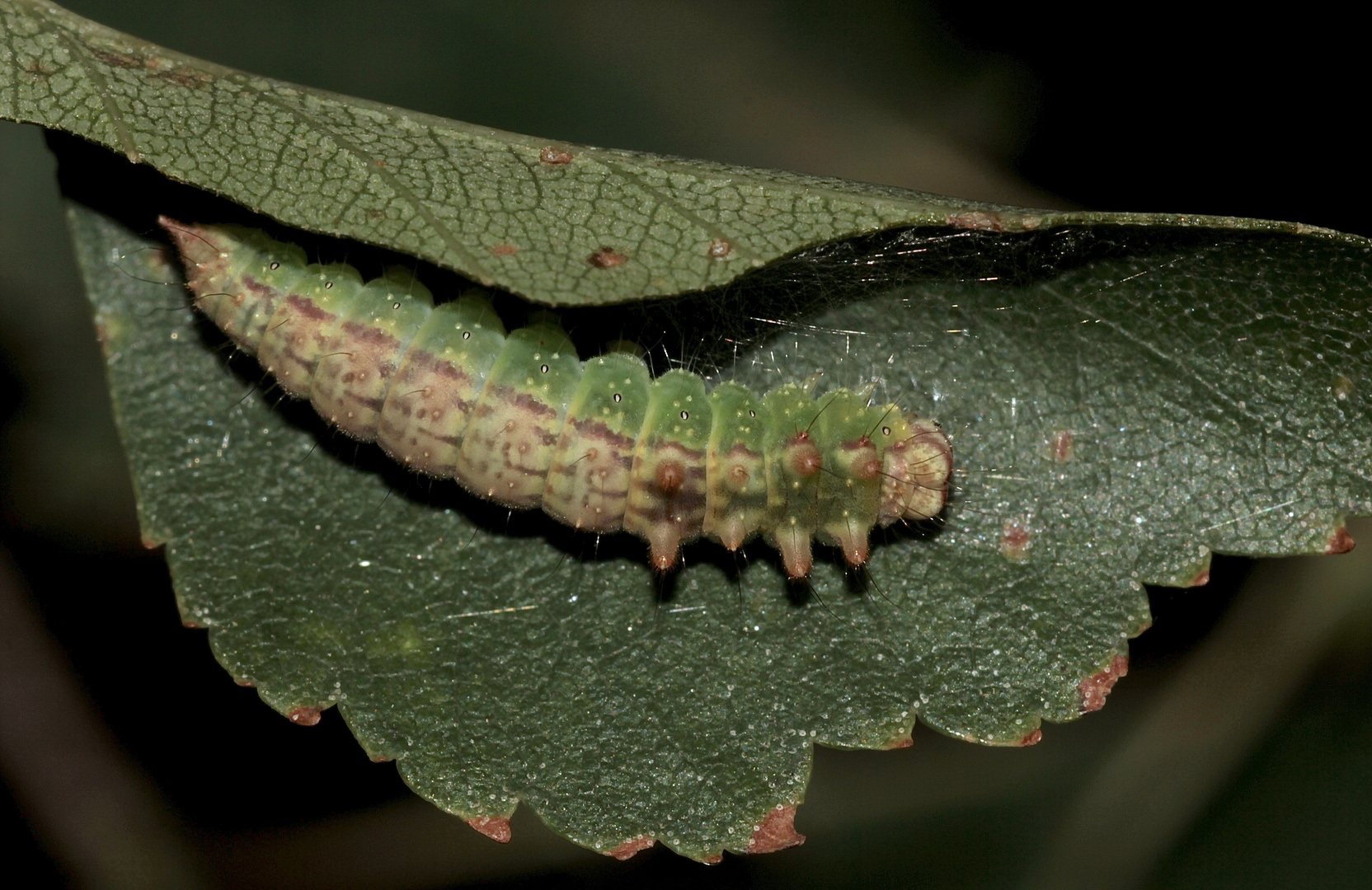 (C) Raupe des Hellen Sichelflüglers (Drepana falcataria) ...