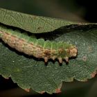 (C) Raupe des Hellen Sichelflüglers (Drepana falcataria) ...