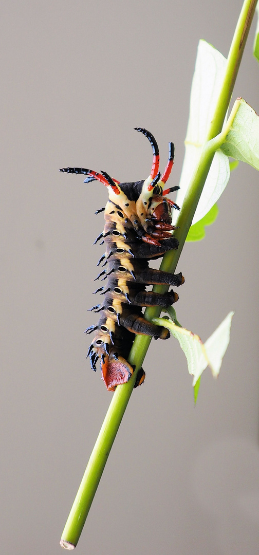 C. regalis Teufelchen