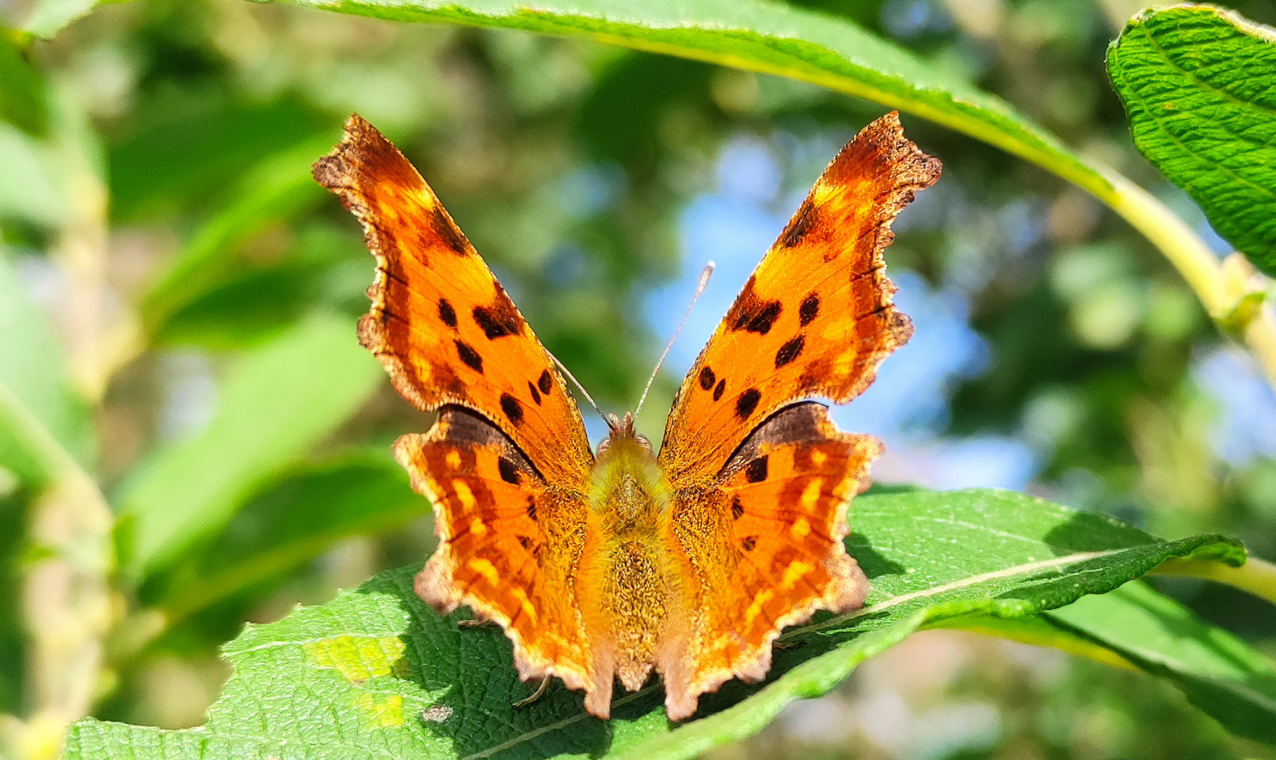 C-Schmetterling