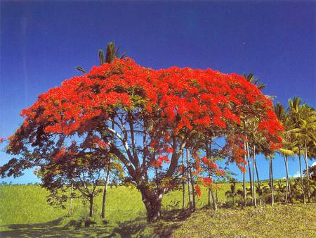 c t1 flamboyant, mon arbre préfére sur ile lol