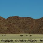 C0073 Oryxantilopen in den Tirasbergen