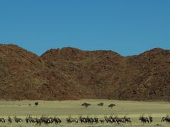 C0073 Oryxantilopen in den Tirasbergen