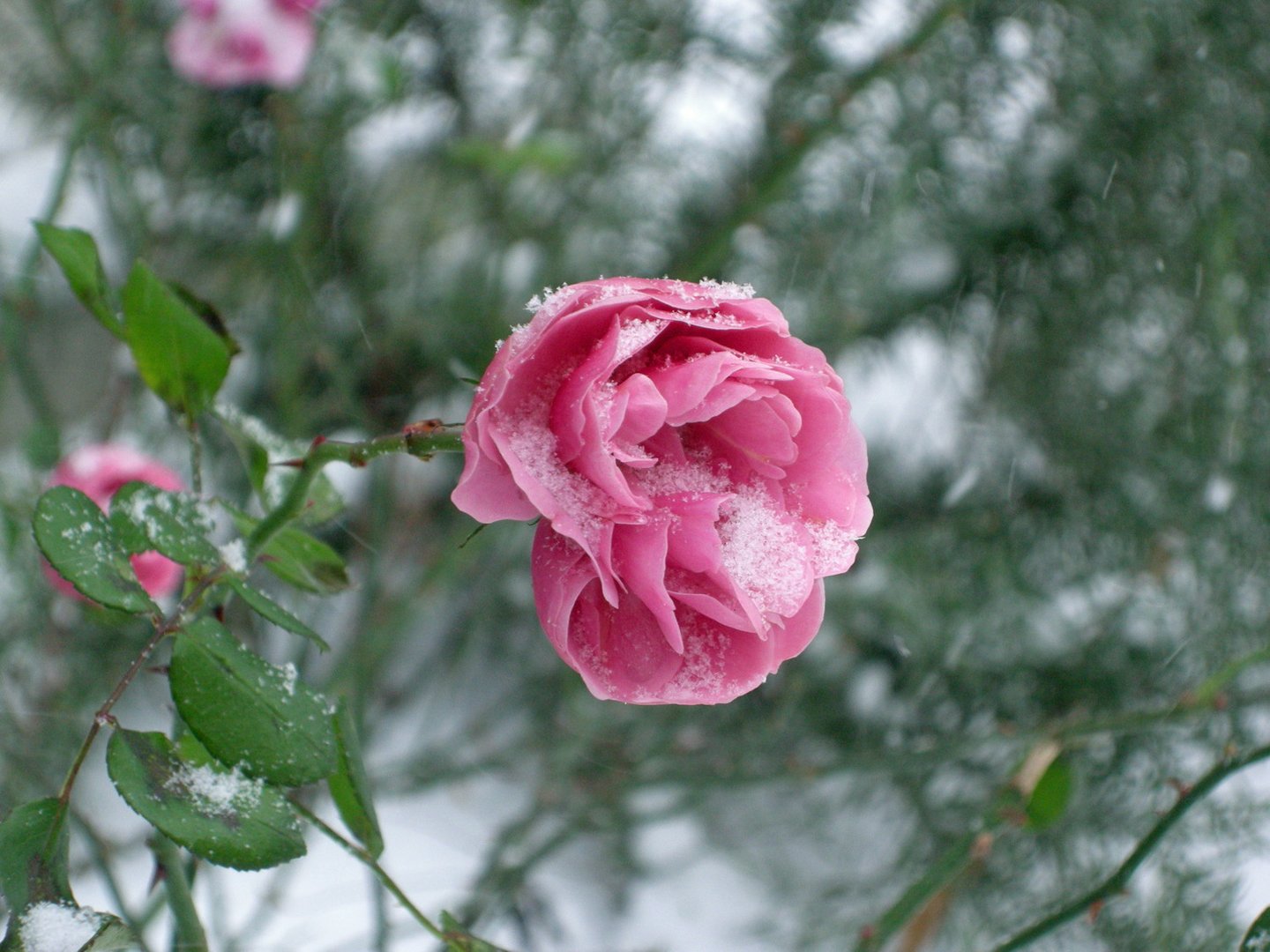 C0082 Schönheit der Rose auch im Winter