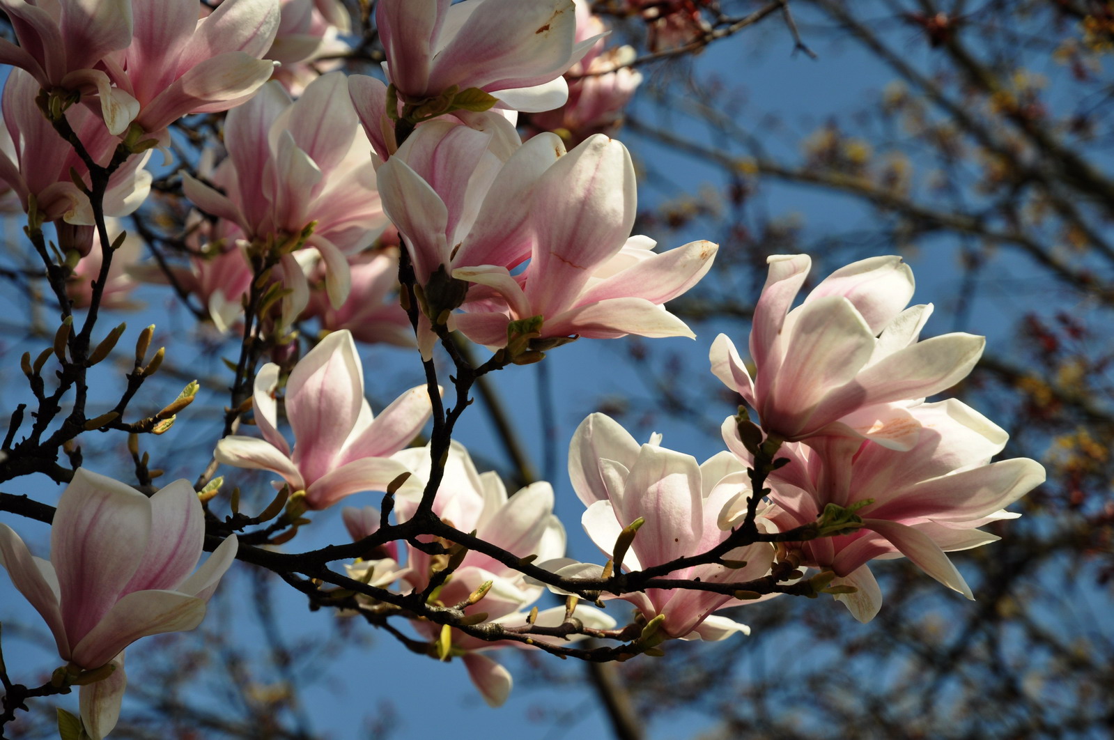 C0102 Magnolienblüte