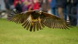 Flugshow Wüstenbussard von Ecce