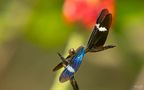 °°_Landeklappen_°° von Naturfotografie Olaf und Sylvia Rentzsch