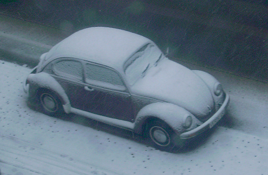 C0384 Käfer im Schnee