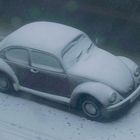 C0384 Käfer im Schnee