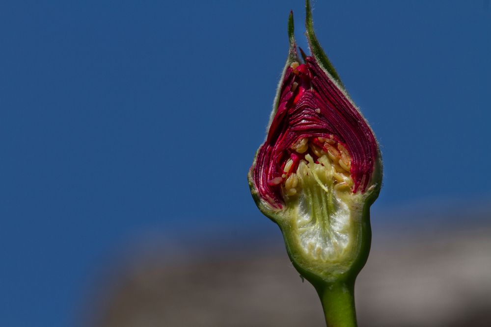 Rosa Blütenknospe längs von Jürgen Dietrich