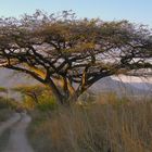 C0482 Savannenbaum