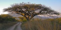 C0482 Savannenbaum