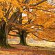 Herbst im Hutewald 