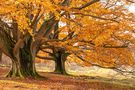 Herbst im Hutewald  von Hertha Götz