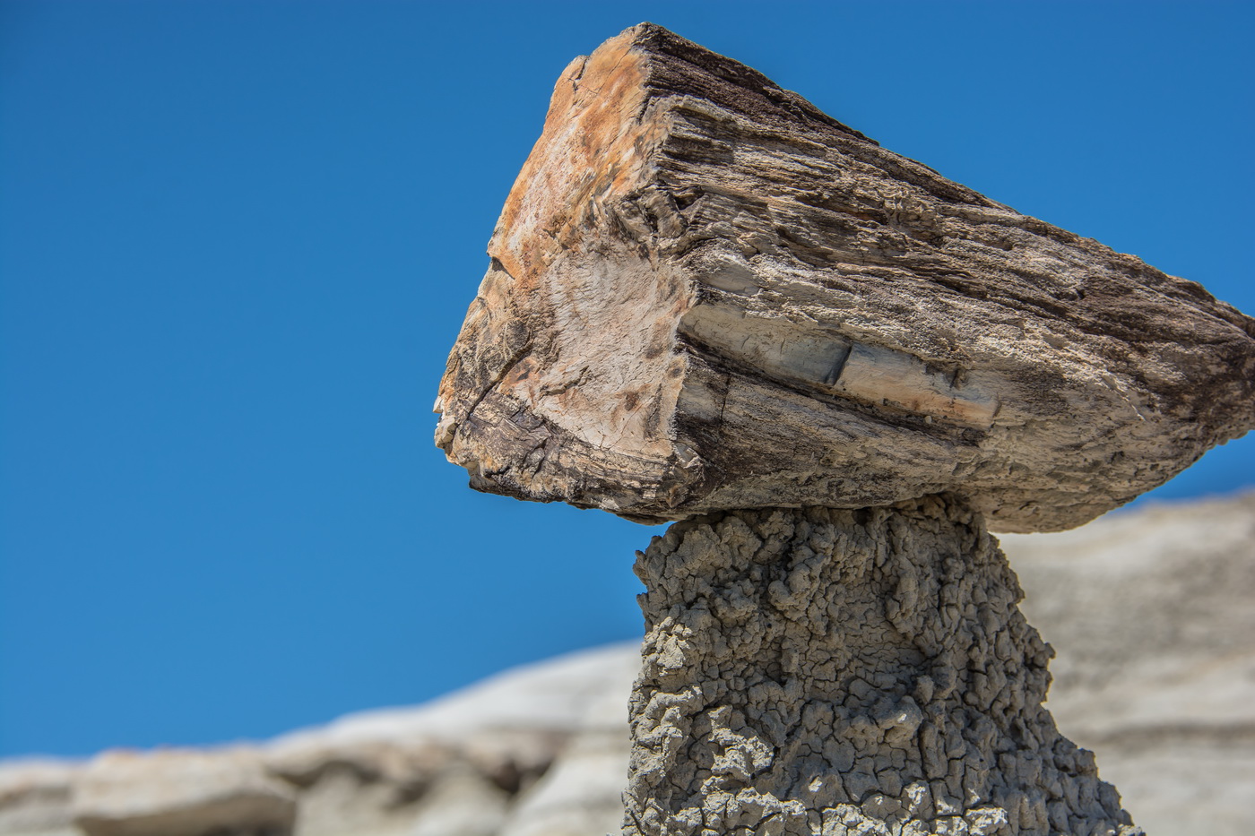 C0765 petrified tree