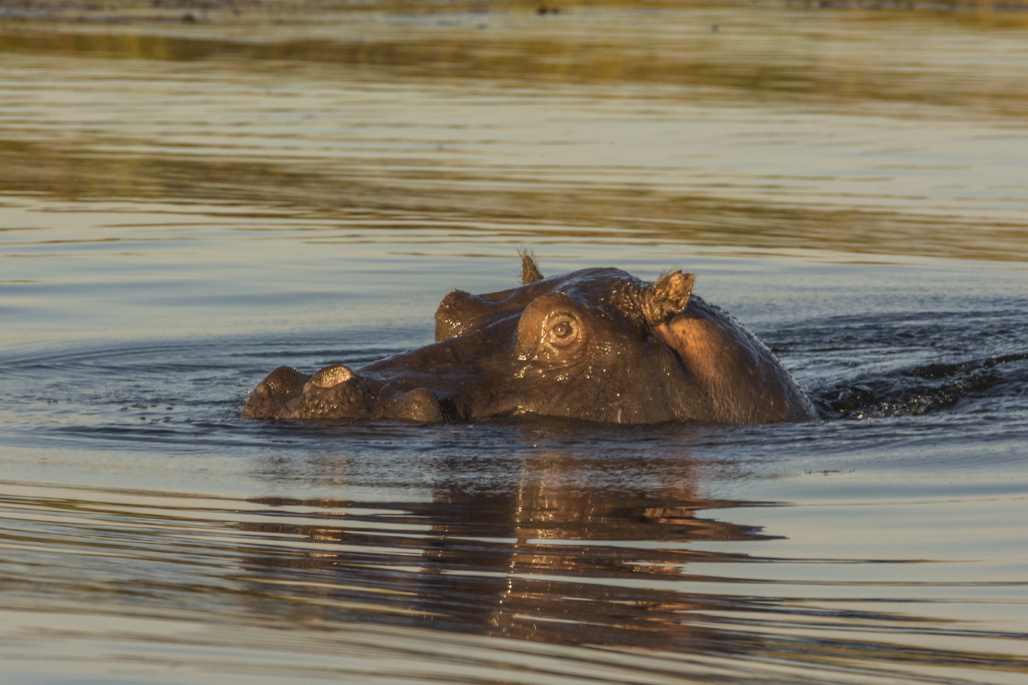 C0784 Flusspferd im nördlichen Okavango-Delta