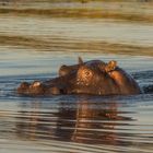 C0784 Flusspferd im nördlichen Okavango-Delta