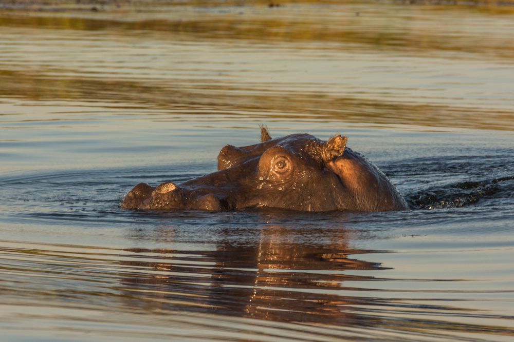 C0784 Flusspferd im nördlichen Okavango-Delta