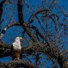 C0786 Schreiseeadler im nördlichen Okavango-Delta