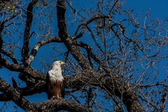 C0786 Schreiseeadler im nördlichen Okavango-Delta