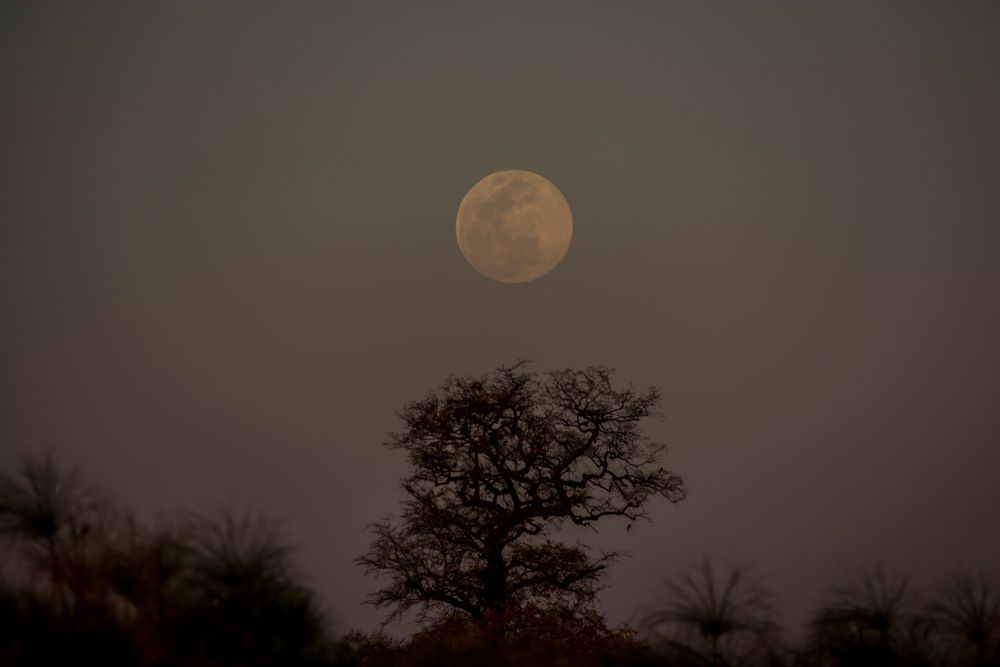 C0787 Supermond am nördlichen Okavango-Delta