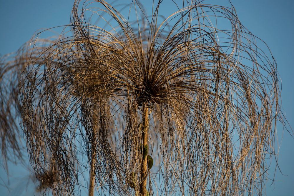 C0789 Pflanzen am nördlichen Okavango-Delta