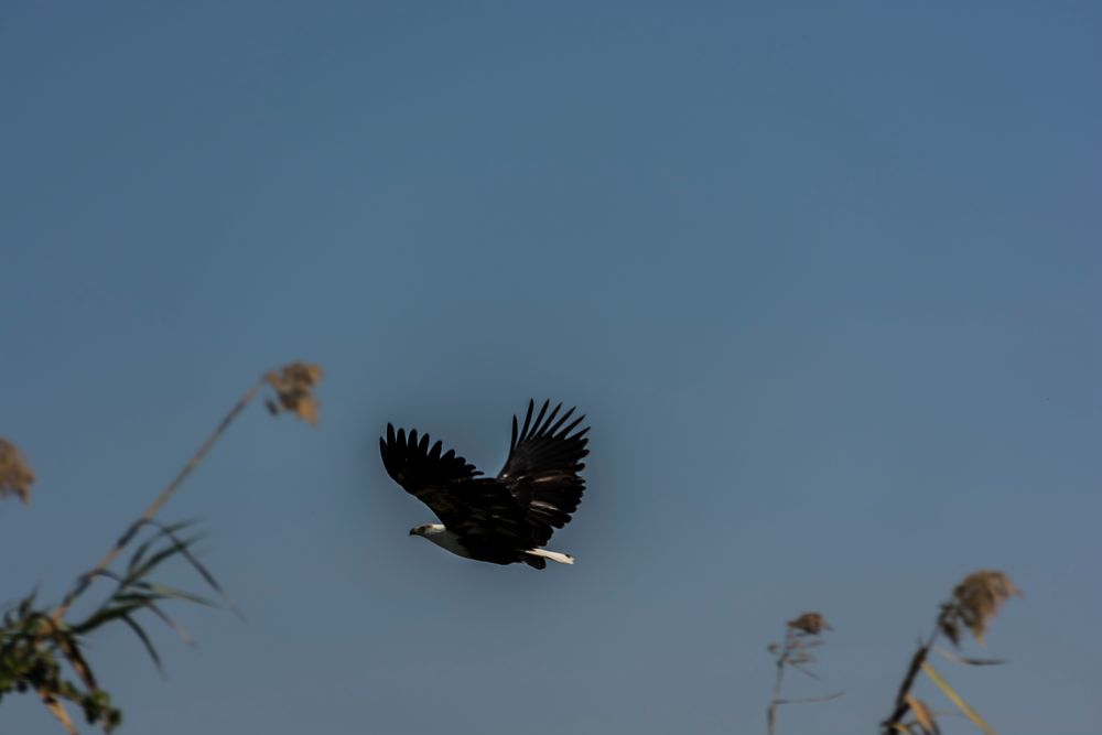 C0790 majestätischer Flug