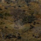 C0796 Büffel im Okavango