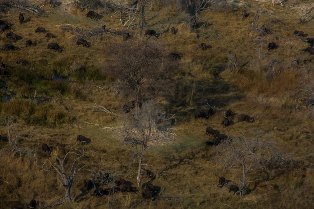 C0796 Büffel im Okavango