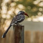 C0800 Redbilled Hornbill