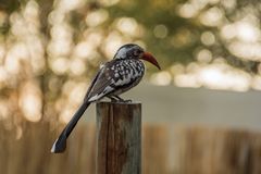 C0800 Redbilled Hornbill