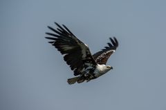 C0801 Schreiseeadler