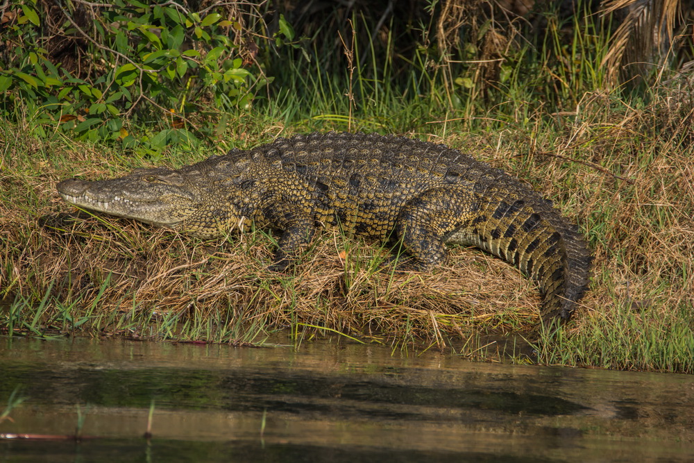 C0803 Krokodil