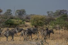 C0820 Zebras