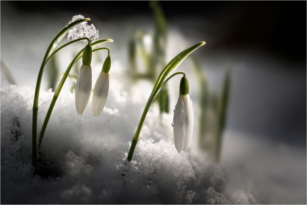 Schneeglöckchen (Galanthus). von Patrick Riancho