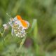 Aurorafalter (Anthocharis cardamines)