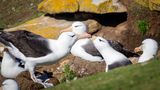 Albatrosse beim Schnäbeln von Bobby Beinhardt