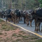 C1145_Myanmar - animal traffic