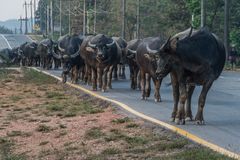 C1145_Myanmar - animal traffic