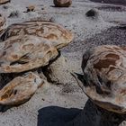 C1161_Bisti Badland - Cracked Eggs