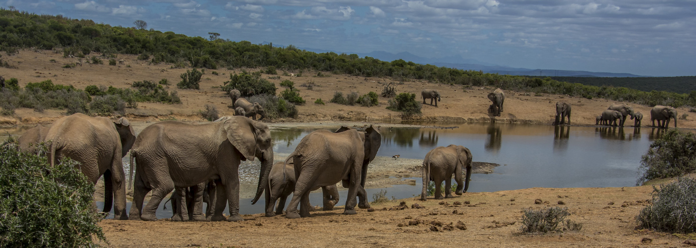 C1233 Südafrika Addo Park