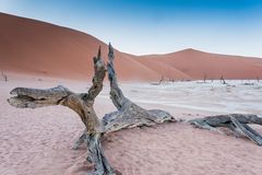 C1248 Namibia Dead Vlei