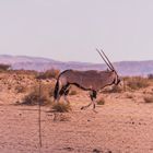 C1255 Namibia - Wegbegleiter