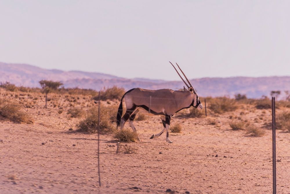 C1255 Namibia - Wegbegleiter