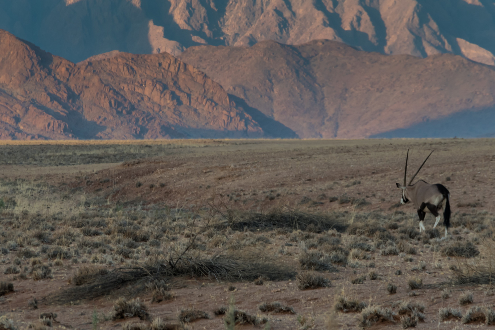 C1261 Namibia Oryx