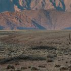 C1261 Namibia Oryx