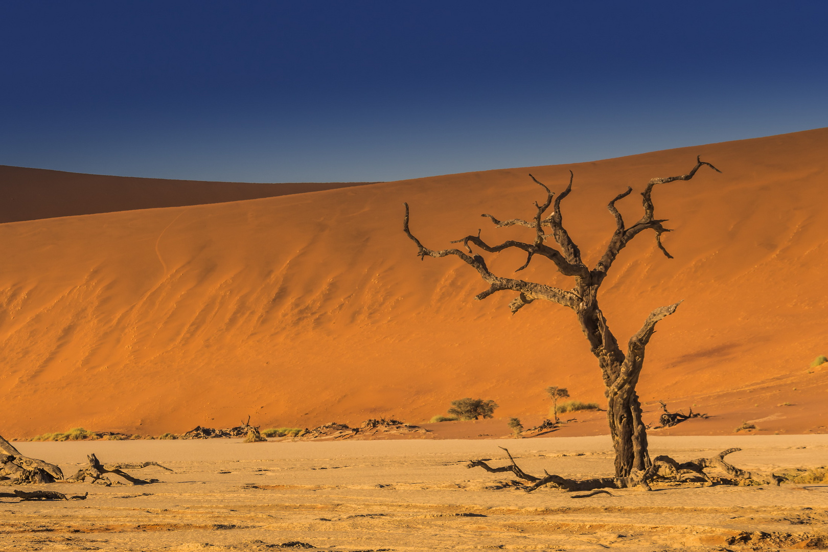 C1262 Namibia - Dead Vlei